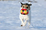 Parson Russell Terrier spielt im Schnee / prt playing in snow