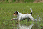 rennender Parson Russell Terrier / running PRT