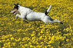 springender Parson Russell Terrier / jumping PRT