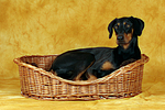 Dobermann im Körbchen / Doberman Pinscher in basket