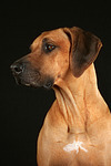 Rhodesian Ridgeback