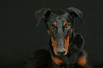 Dobermann / doberman pinscher