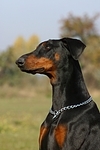 Dobermann / doberman pinscher