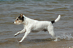 Parson Russell Terrier