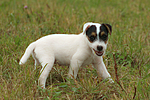 Parson Russell Terrier Welpe knabbert Stöckchen / PRT puppy