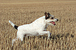 rennender Parson Russell Terrier / running PRT