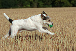 spielender Parson Russell Terrier / playing PRT