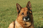 Deutscher Schäferhund Portrait / German Shepherd Portrait