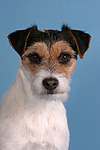 Parson Russell Terrier Portrait