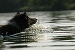 schwimmender Langhaarcollie / swimming longhaired collie