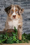 Miniature Australian Shepherd Welpe / miniature australian shepherd puppy