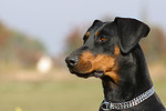 Dobermann / doberman pinscher