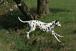 Dalmatiner / dalmatian