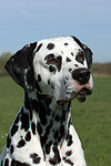 Dalmatiner / dalmatian