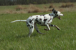 Dalmatiner / dalmatian