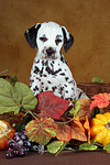 Dalmatiner Welpe / dalmatian puppy