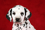 Dalmatiner Welpe / dalmatian puppy