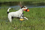 Parson Russell Terrier