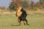 Dobermann und Rhodesian Ridgeback / Doberman Pinscher and Rhodesian Ridgeback