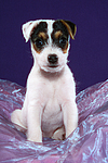 Parson Russell Terrier Welpe / parson russell terrier puppy