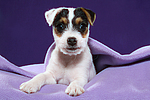 Parson Russell Terrier Welpe / parson russell terrier puppy