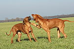 Rhodesian Ridgebacks