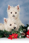 West Highland White Terrier Welpen / West Highland White Terrier Puppies