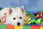 liegender West Highland White Terrier Welpe / lying West Highland White Terrier Puppy