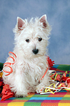 sitzender West Highland White Terrier Welpe / sitting West Highland White Terrier Puppy