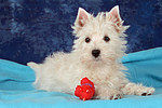 liegender West Highland White Terrier Welpe / lying West Highland White Terrier Puppy