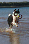 spielender Border Collie am Strand / playing Border Collie at beach