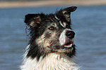 Border Collie Portrait