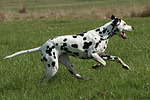 Dalmatiner / dalmatian