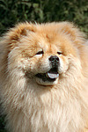 Chow Chow Portrait