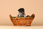 Jack Russell Terrier Welpe / jack russell terrier puppy