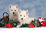 West Highland White Terrier Welpen / West Highland White Terrier Puppies