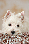 West Highland White Terrier Welpe / West Highland White Terrier Puppy