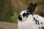 Englische Schecke / rabbit