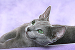 liegende Russisch Blau / lying russian blue