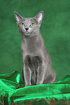 Russisch Blau / russian blue