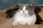 Britisch Kurzhaar / british shorthair