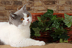 Britisch Kurzhaar / british shorthair