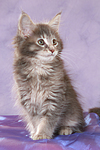 sitzendes Maine Coon Kätzchen / sitting maine coon kitten