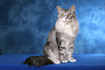 sitzende Maine Coon / sitting Maine Coon