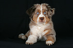 Miniature Australian Shepherd Welpe / miniature australian shepherd puppy