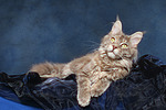 Maine Coon