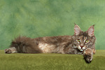 Maine Coon