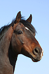 Deutscher Reitpony Hengst / pony stallion