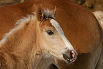 Haflinger Fohlen / haflinger horse foal