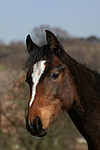 Deutsches Reitpony / pony